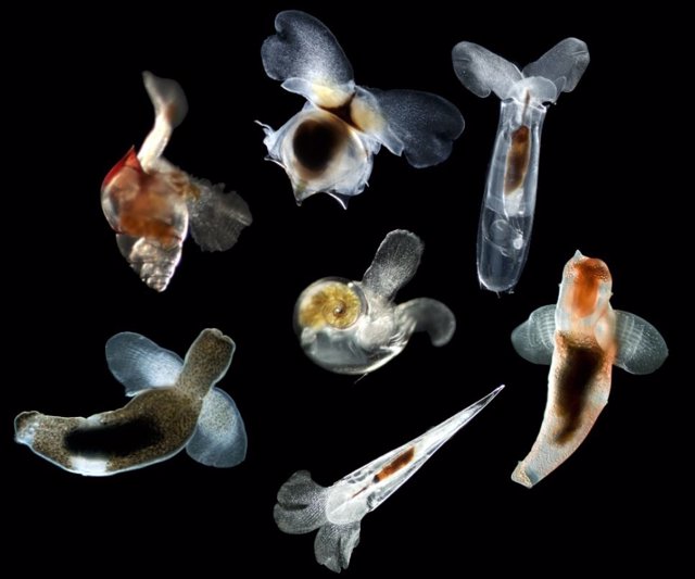 Imágenes de varias especies de gasterópodos planctónicos, incluidas cinco mariposas marinas (con caparazón) y dos ángeles marinos (desnudos).