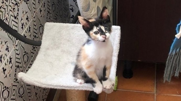 Uno de los felinos envenedados, la gata Mushi, en una imagen de archivo.