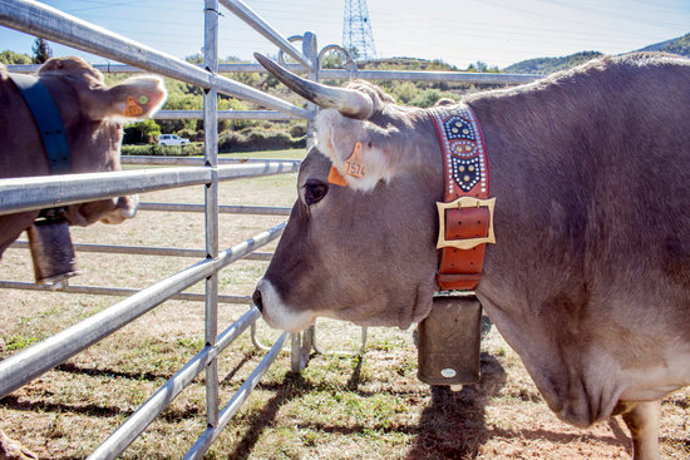 Pla de detall del cap d'una vaca que va participar a la Fira ramadera de la Pobleta de Bellveí l'any 2019. (horitzontal)