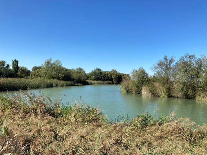Pla obert on es pot veure una de les zones d'aguait a la part on entra l'aigua a l'estany d'Ivars i Vila-sana, el setembre de 2020. (Horitzontal)