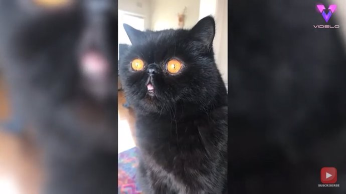Este gato negro tiene dos ojos redondos y de un color naranja que se acentúa más a medida que envejece