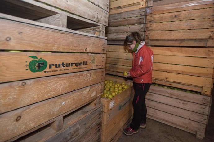 Una central d'un productor de fruita dola, en una imatge d'arxiu. (Horitzontal)