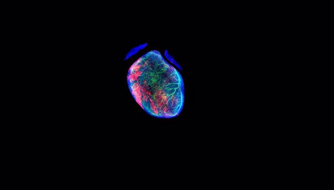 Imagen Ventral De Un Corazón De Ratón Neonato, Marcado Genéticamente Para Visualizar Los Vasos Coronarios (En Verde)