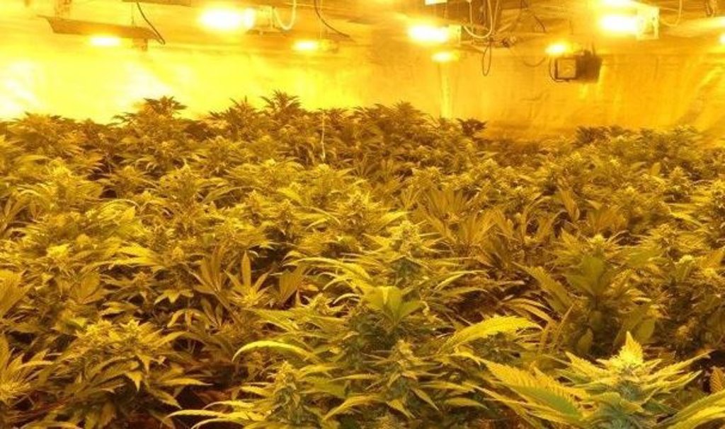 Detenido el responsable de un cultivo de 505 plantas de marihuana en una finca de Alhaurín El Grande (Málaga) 2 Detenido el responsable de un cultivo de 505 plantas de marihuana en una finca de Alhaurín El Grande (Málaga) 2