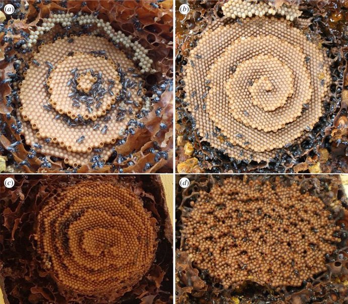 Imagen de los panales construidos por la abeja sin aguijón australiana (Tetragonula carbonaria), cuyos patrones matemáticos ha trazado un equipo internacional liderado por el Instituto Andaluz de Ciencias de la Tierra.