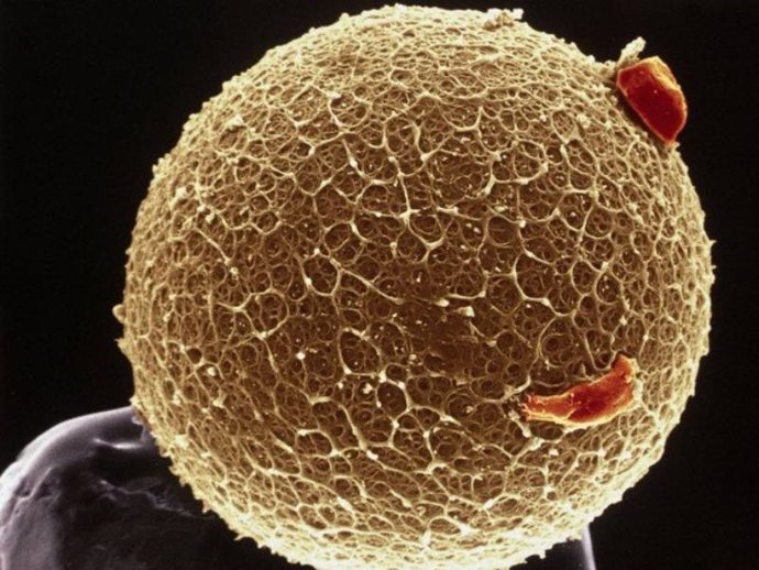 Imagen de un óvulo tomada con micrografía electrónica de barrido. /