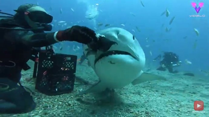 Esta mujer alimenta con su mano a un grupo de tiburones tigre como si nada