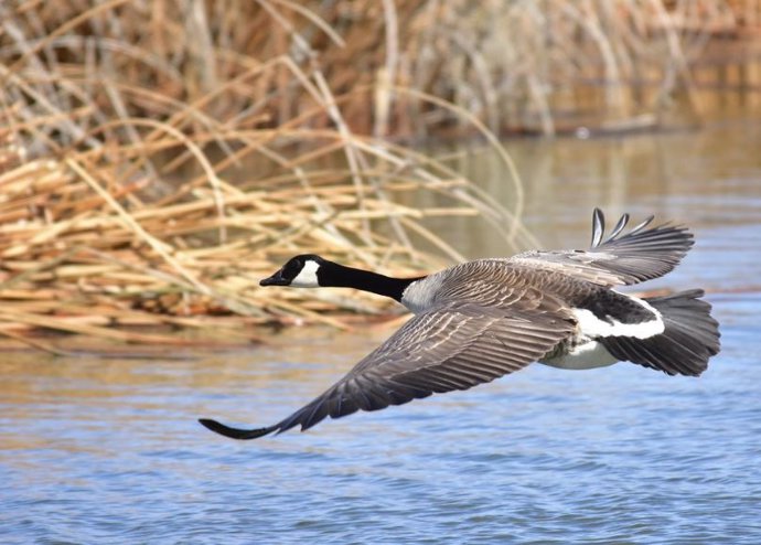 Especies no nativas como el ganso canadiense, se han aclimatado a Europa, una seria amenaza para la biodiversidad