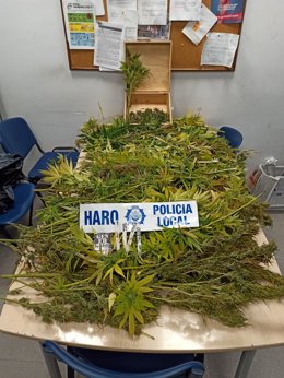 La policía local de Haro incauta un centenar de plantas de marihuana