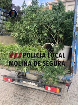 Detenido un joven por cultivar 20 plantas de marihuana en su casa de La Alcayna, en Molina de Segura