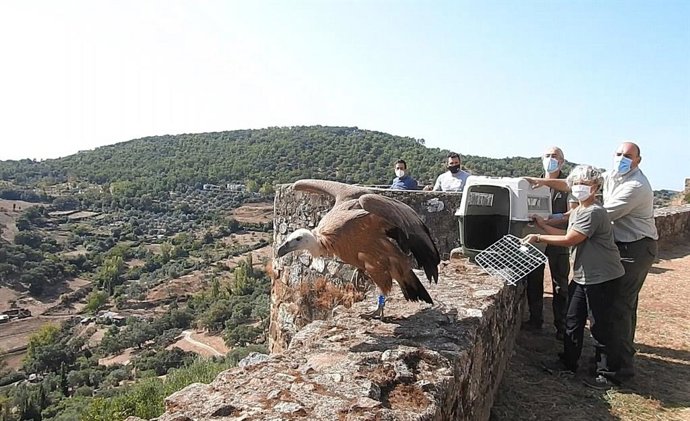 Huelva.- Sueltan en el Parque Natural de Sierra de Arcena y Picos de Aroche un b