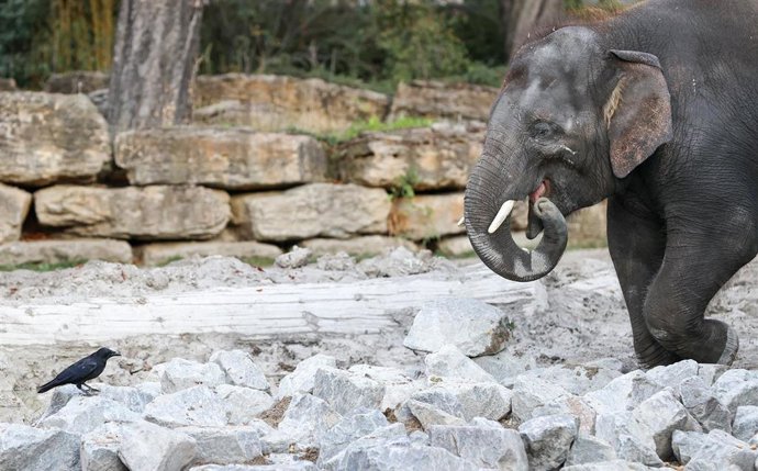 Un elefante en su recinto en el zoo