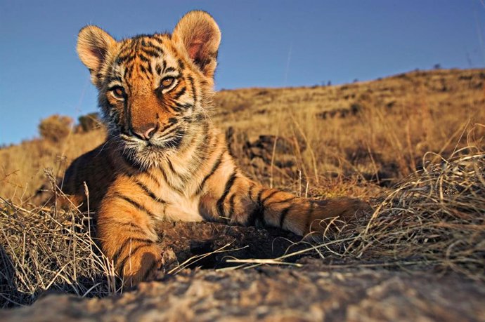 WWF alerta de que España es un país de alto riesgo para el tráfico de tigres