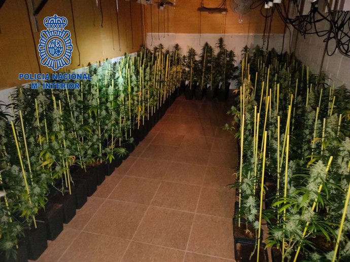 Plantas de marihuana incautadas en Don Benito