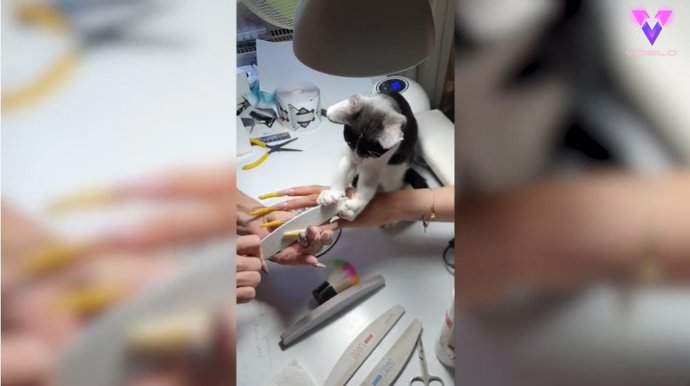 Mau, el gato asistente de manicurista que ayuda a limar las uñas a las clientas