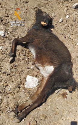 Berrero muerto tras ser supuestamente toreado clandestinamente.