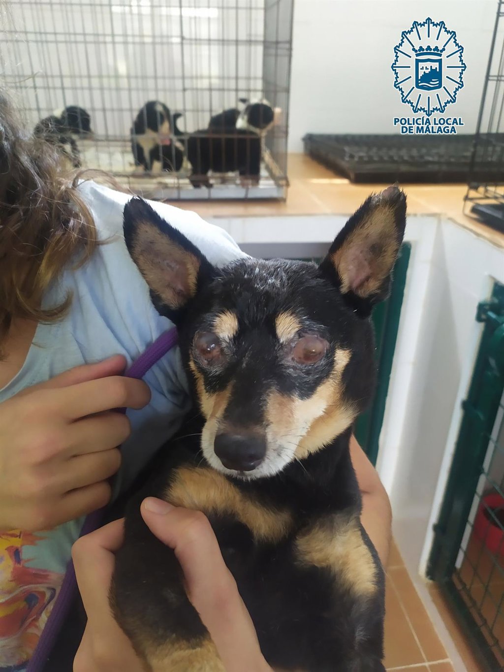 La Policía Local de Málaga denuncia por maltrato animal al dueño de un perro malherido por no proporcionarle cuidados 3 La Policía Local de Málaga denuncia por maltrato animal al dueño de un perro malherido por no proporcionarle cuidados 3