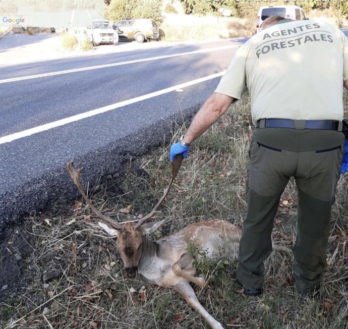 Un gamo muerto atropellado por un coche en Navas del Rey