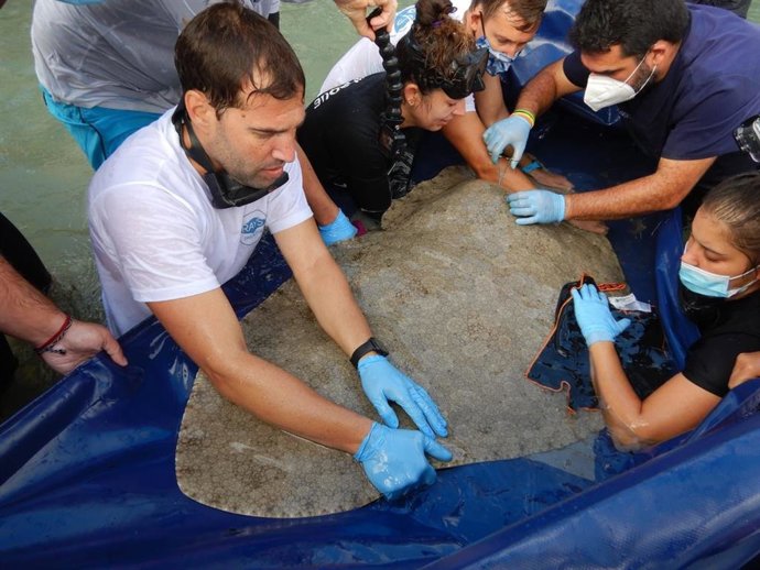 Investigadores realizan en Canarias el primer marcaje acústico