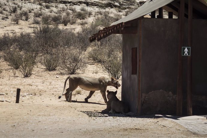 Sudáfrica.- Sudáfrica mata a tiros a siete leones que escaparon de un parque nac
