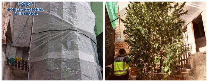 Sucesos.- Detienen a una pareja por cultivar en su casa una planta de marihuana 