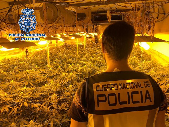 Plantación de marihuana