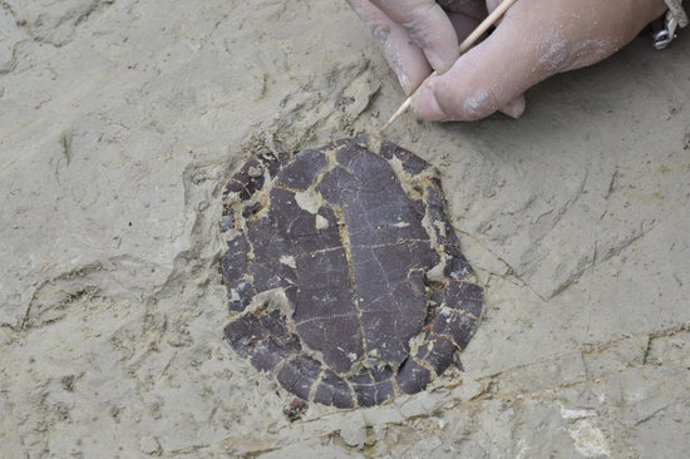 Una de les tortugues aqütiques localitzades a les excavacions del Camp dels Ninots, aquest 1 d'octubre del 2020. (Horitzontal)