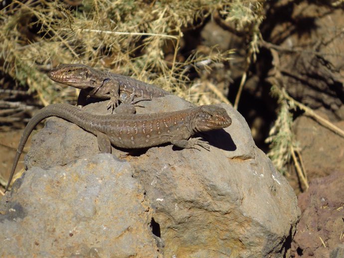 El cambio climático y las actividades humanas aumentan el estrés en el 'lagarto 