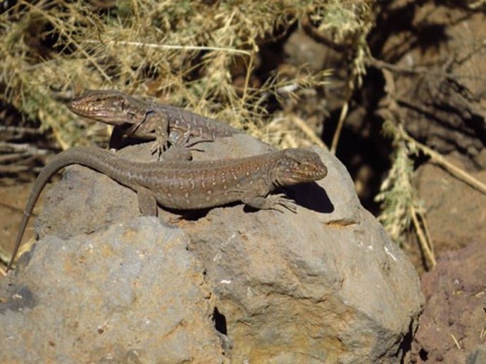 Ejemplares de lagarto Tizón, Gallotia galloti, de una localidad del sur de la isla de Tenerife.