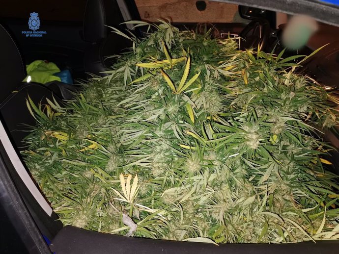 Marihuana hallada en el interior del coche apresado.