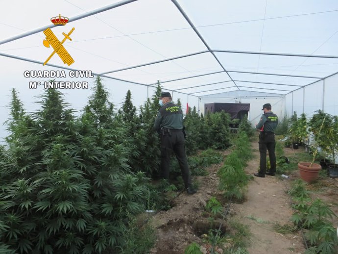 Plantación de marihuana en Aldearrodrigo.