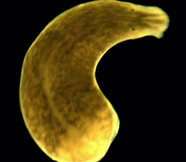Una imagen de microscopio del gusano plano intermareal Procerodes littoralis.