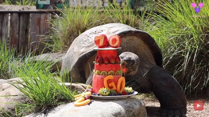 Hugo, una tortuga de las Galápagos australiana, celebra su 70 cumpleaños