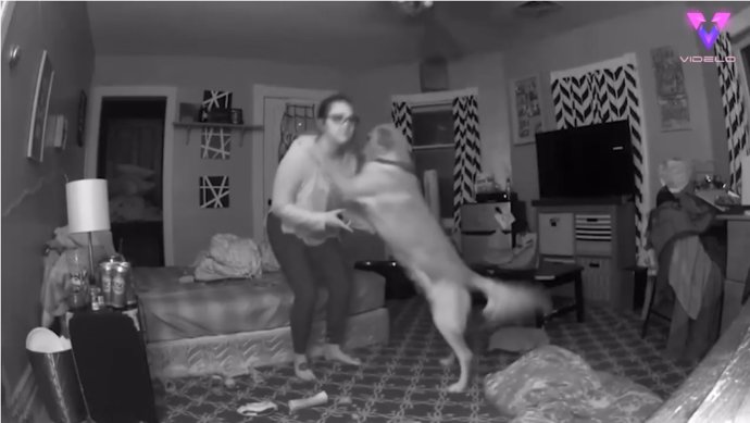 Este perro evitó que su dueña se cayera al suelo tras una noche de copas poniéndose a dos patas