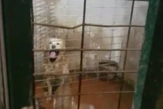 Perros rescatados de una vivienda insalubre en València