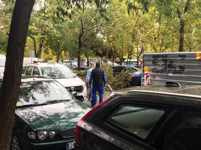 Una rama caída de un árbol rompe el cristal a un taxi en el Paseo de la Castellana de Madrid