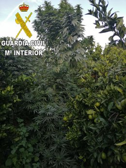 Valencia.- Sucesos.- Investigado un hombre por alquilar un campo de naranjos par