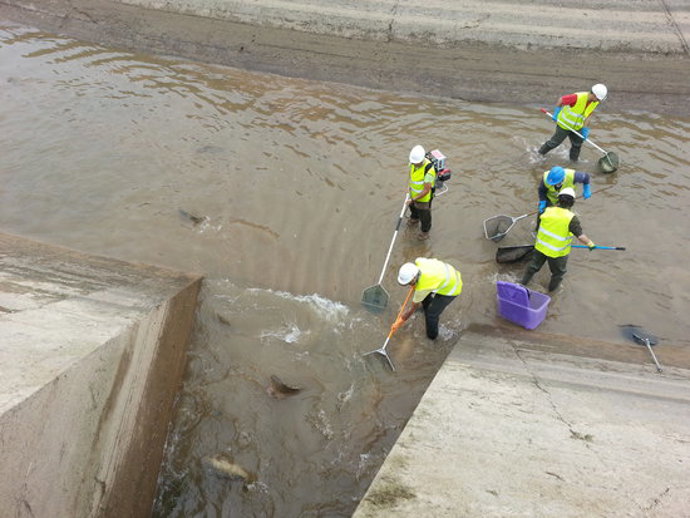 Imatge del rescat de peixos que s'est fent abans de buidar els canals de Balaguer, Térmens i Lleida, el 2 d'octubre del 2020. (Horitzontal)
