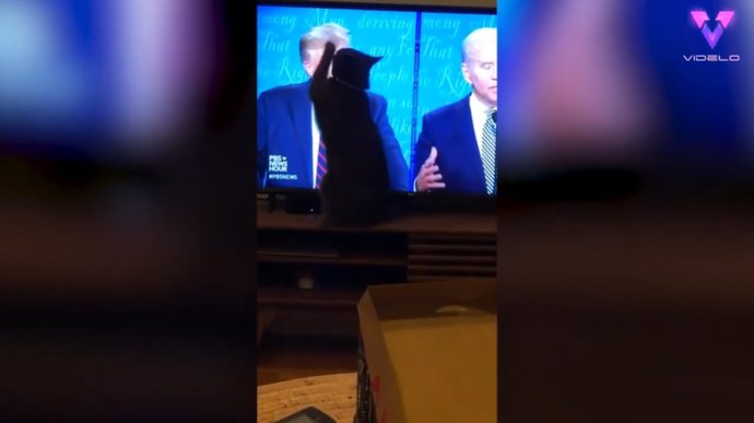 Este gato trata de arañar la imagen de Donald Trump en la tele