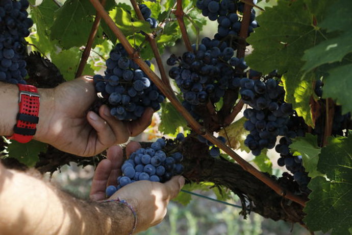 Pla detall del ram a les vinyes d'Abadal. Imatge de l'1 d'octubre del 2020. (Horitzontal)