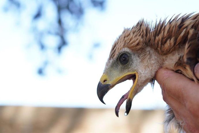 Ejemplar de ave rapaz.