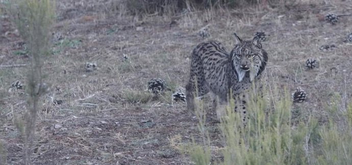 Lince ibérico.