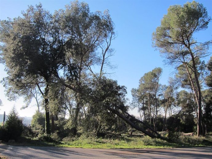 Foto de archivo de un pino caído por un temporal de viento en Valls Oriental, en Catalunya. 