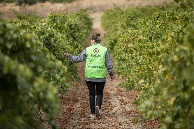 Una veedora entre viñedos.