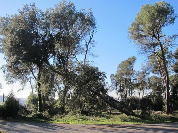 Foto d'arxiu d'un pi caigut per un temporal de vent a Valls Oriental, a Catalunya. 
