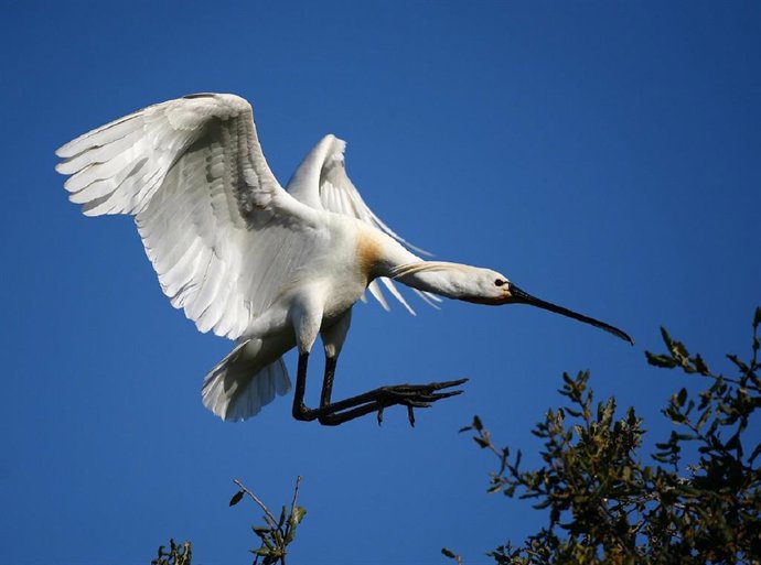 Nota De La Consejería De Agricultura, Ganadería, Pesca Y Desarrollo Sostenible (Día De Las Aves Migratorias)