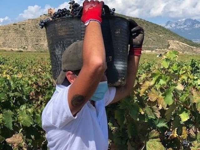 Trabajador en una vendimia