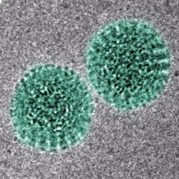 Encuentran una nueva forma de prevenir y curar el rotavirus y otras infecciones 