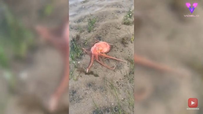 Una mujer rescata a tres pulpos grandes varados en una playa de la costa de Gran Bretaña devolviéndolos al mar