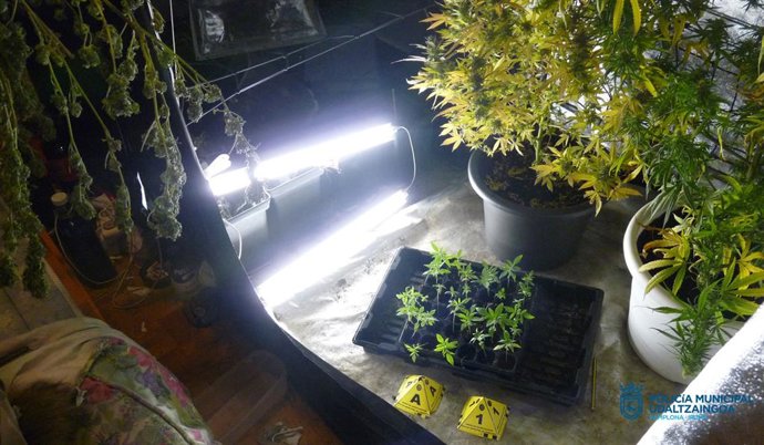 Imagen de la plantación.